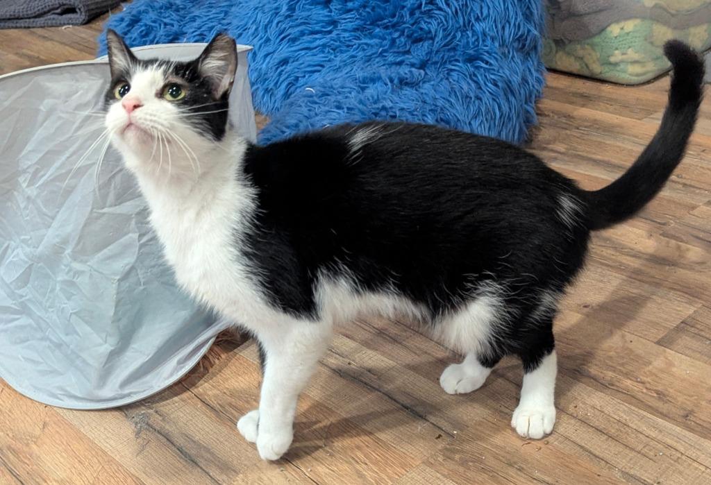 Tucker, Adoptable, Adult Male Domestic Short Hair.