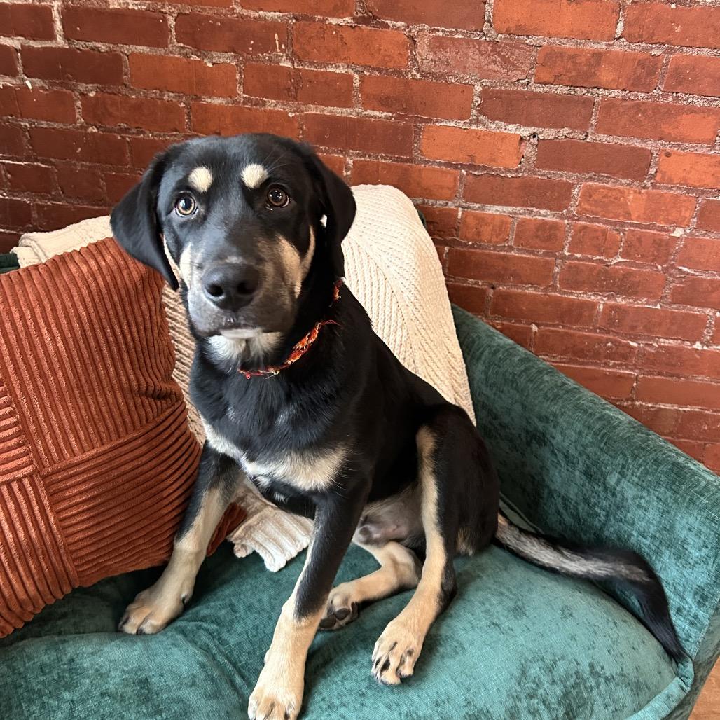 River, ADOPTABLE, Young Male Rottweiler & German Shepherd Dog.