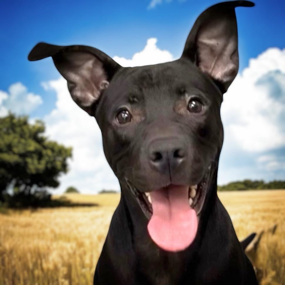 Enlarge Dalton, a Adoptable mixed breed in Pittsfield, IL image 1/3