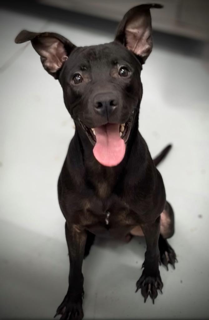 Dalton, a Adoptable mixed breed in Pittsfield, IL image 1/3