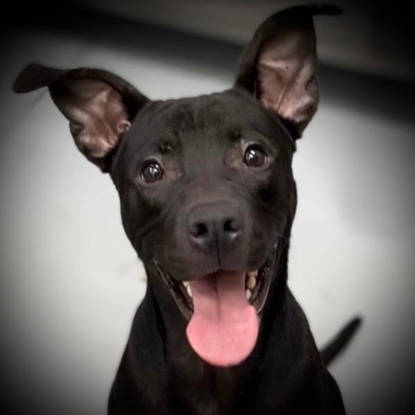 Dalton, a Adoptable mixed breed in Pittsfield, IL image 2/3