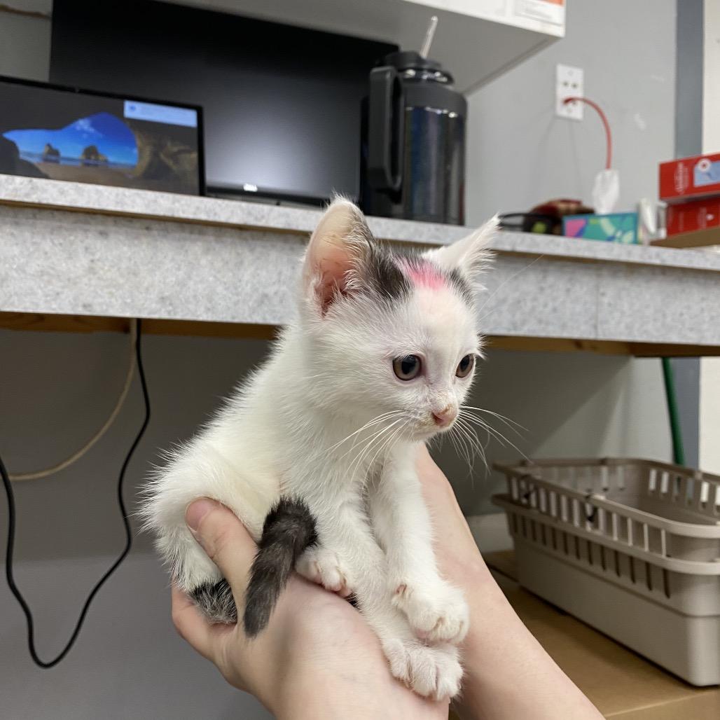 Enlarge KitKat (pink), a Adoptable Domestic Short Hair in Spokane, WA image 1/2