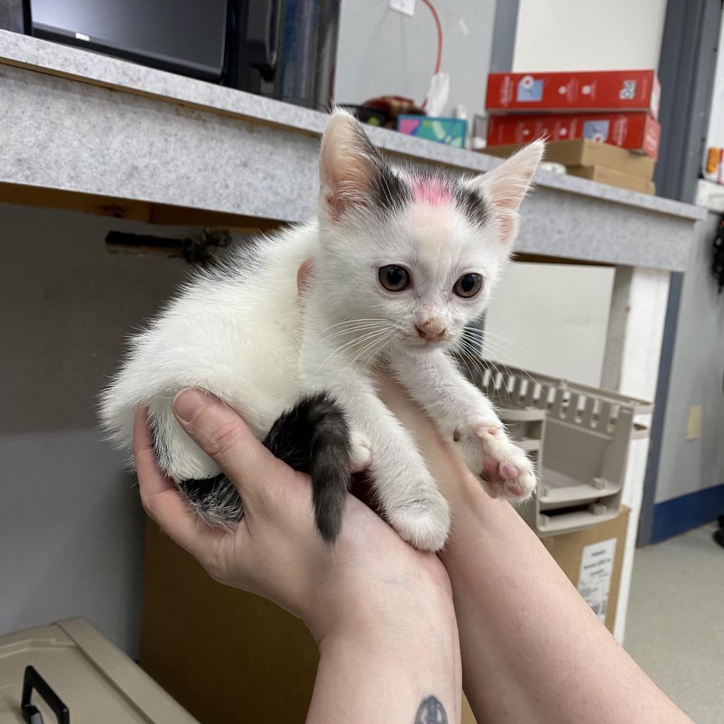 Enlarge KitKat (pink), a Adoptable Domestic Short Hair in Spokane, WA image 2/2