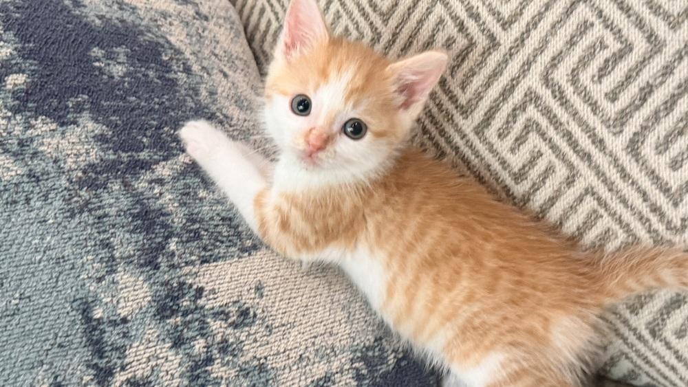 Yosemite, a Adoptable Domestic Short Hair in Henrico, VA image 2/6