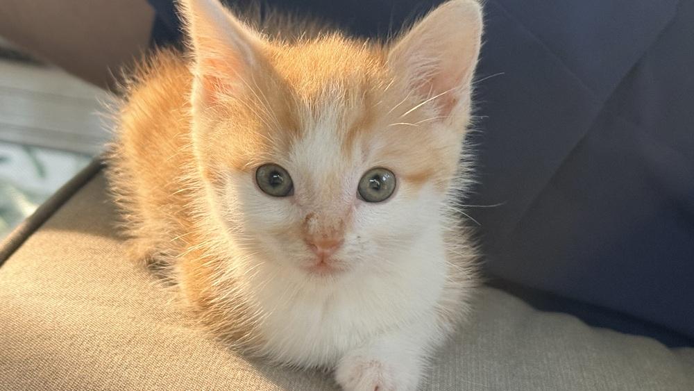 Yosemite, a Adoptable Domestic Short Hair in Henrico, VA image 3/6
