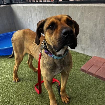Scooby, Adoptable, Adult Male Cane Corso & Mixed Breed.