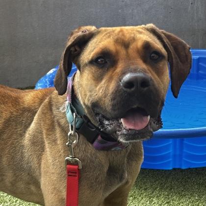 Enlarge Scooby, a Adoptable mixed breed in Merriam, KS image 2/3