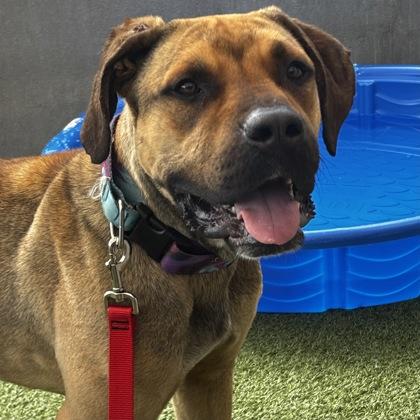 Enlarge Scooby, a Adoptable mixed breed in Merriam, KS image 3/3