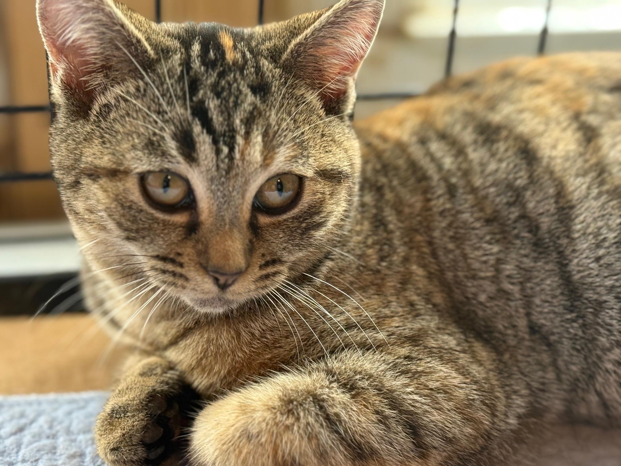 Millie, Adoptable, Kitten Female Domestic Short Hair.