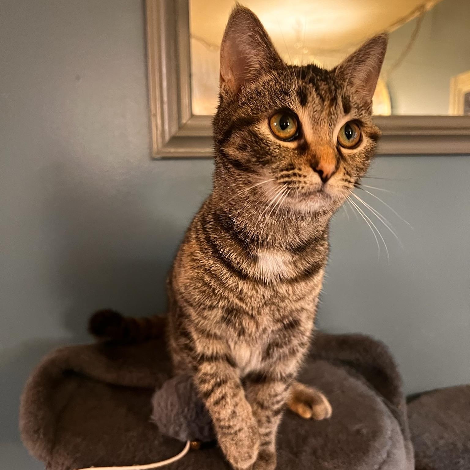 Enlarge Millie, a Adoptable Domestic Short Hair in Johnson City, TN image 1/4