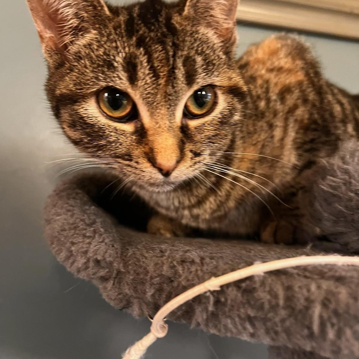 Enlarge Millie, a Adoptable Domestic Short Hair in Johnson City, TN image 2/4