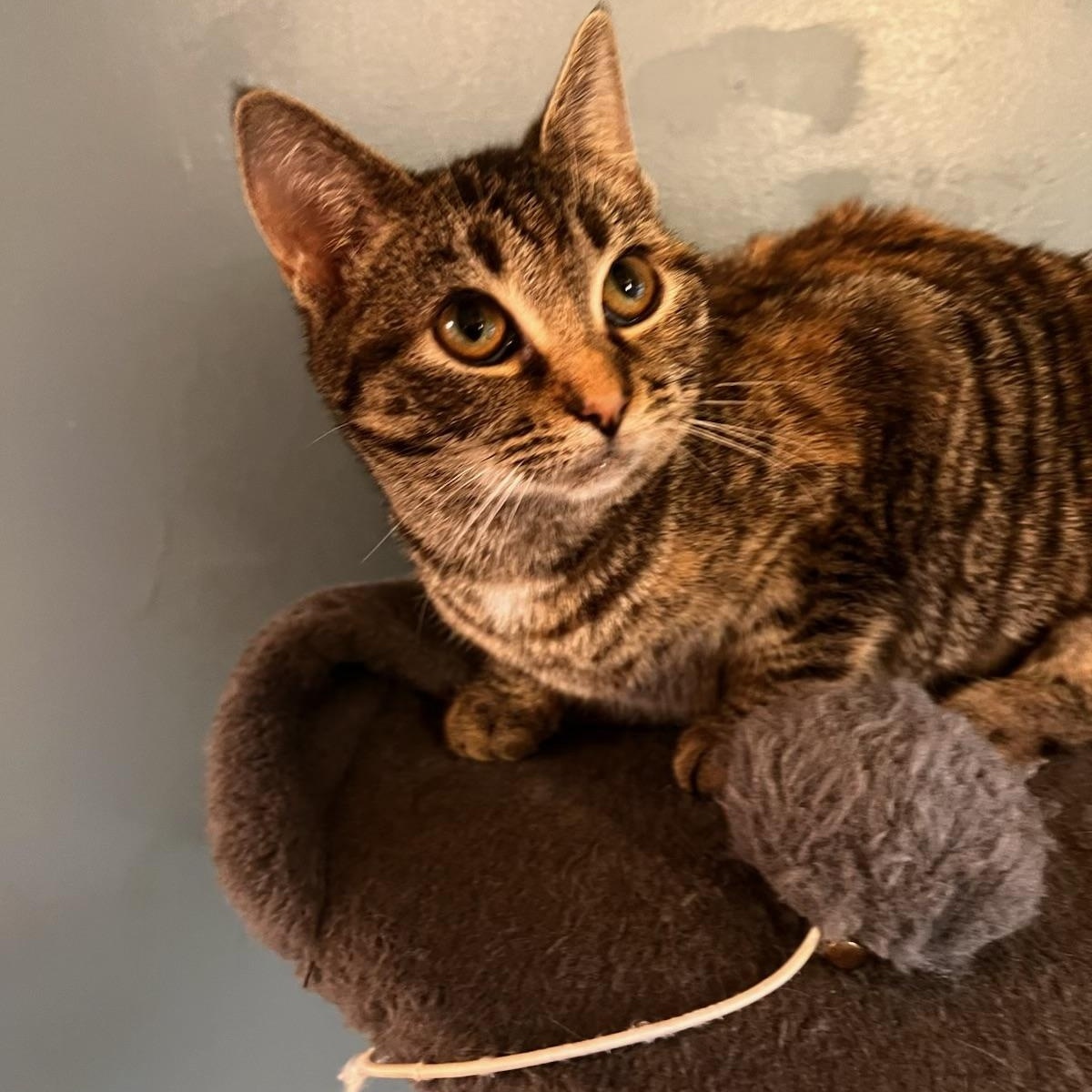 Enlarge Millie, a Adoptable Domestic Short Hair in Johnson City, TN image 3/4