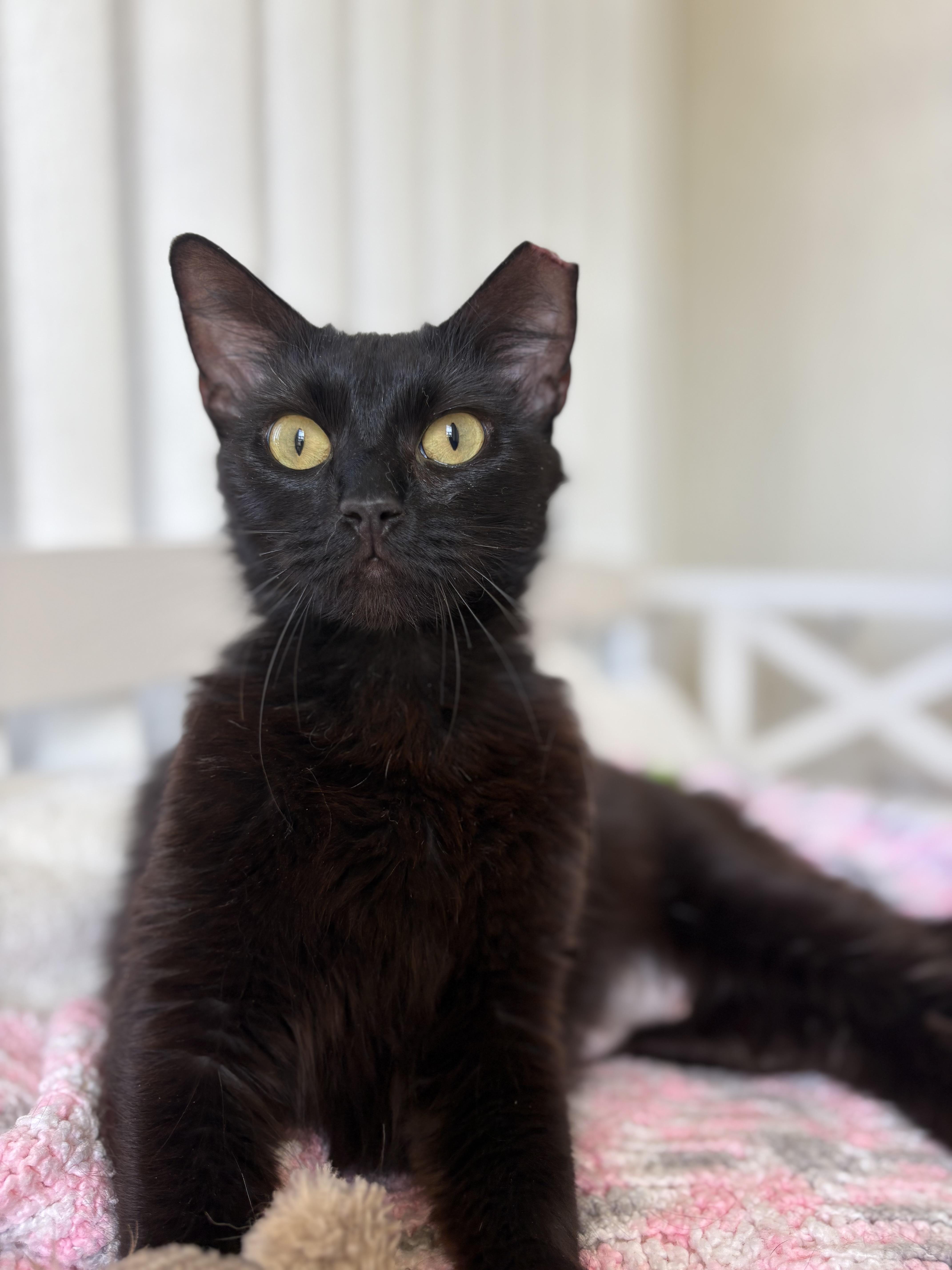 Enlarge Margie, a Adoptable Domestic Long Hair in Brooksville, FL image 3/5