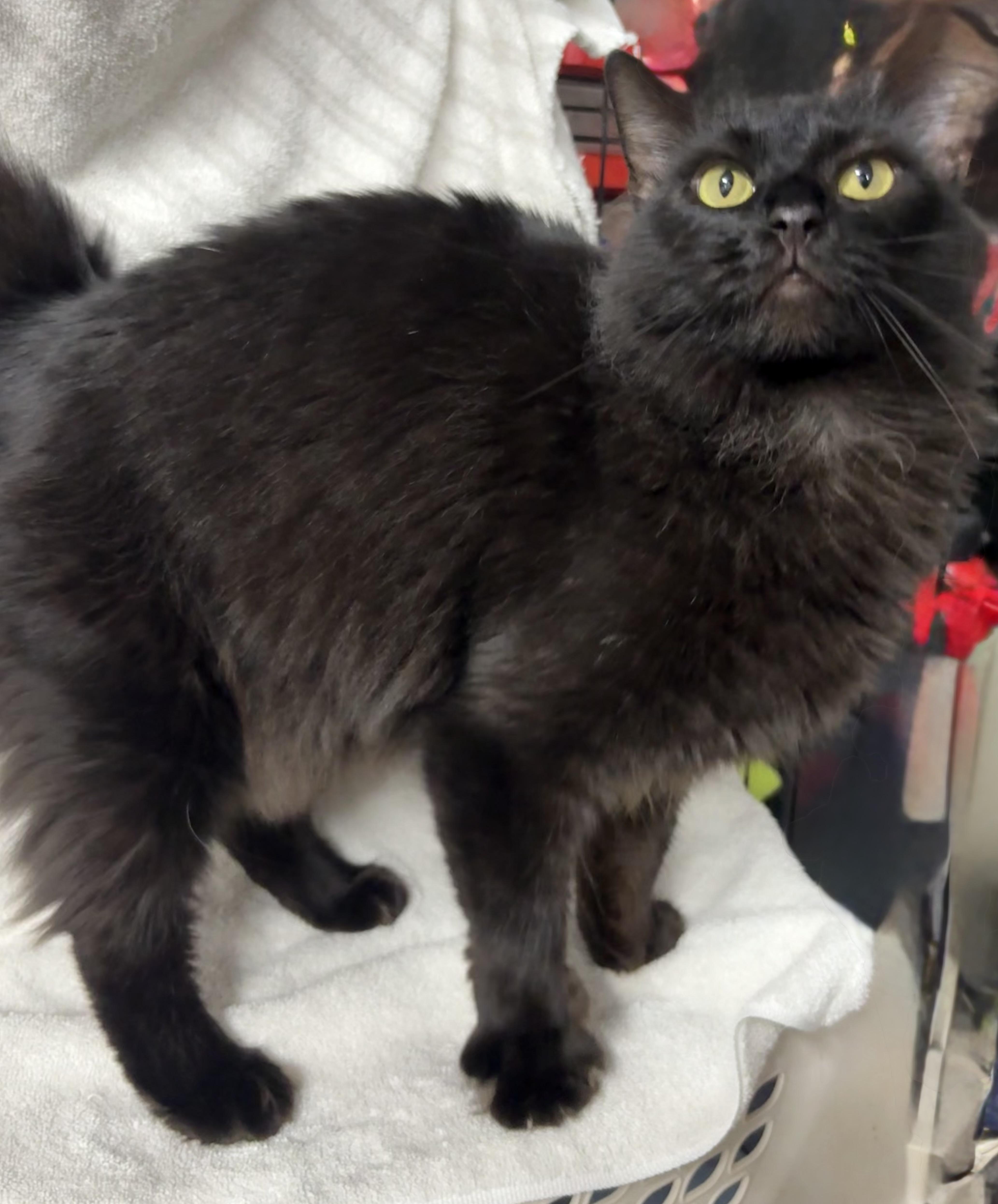 Enlarge Margie, a Adoptable Domestic Long Hair in Brooksville, FL image 1/5