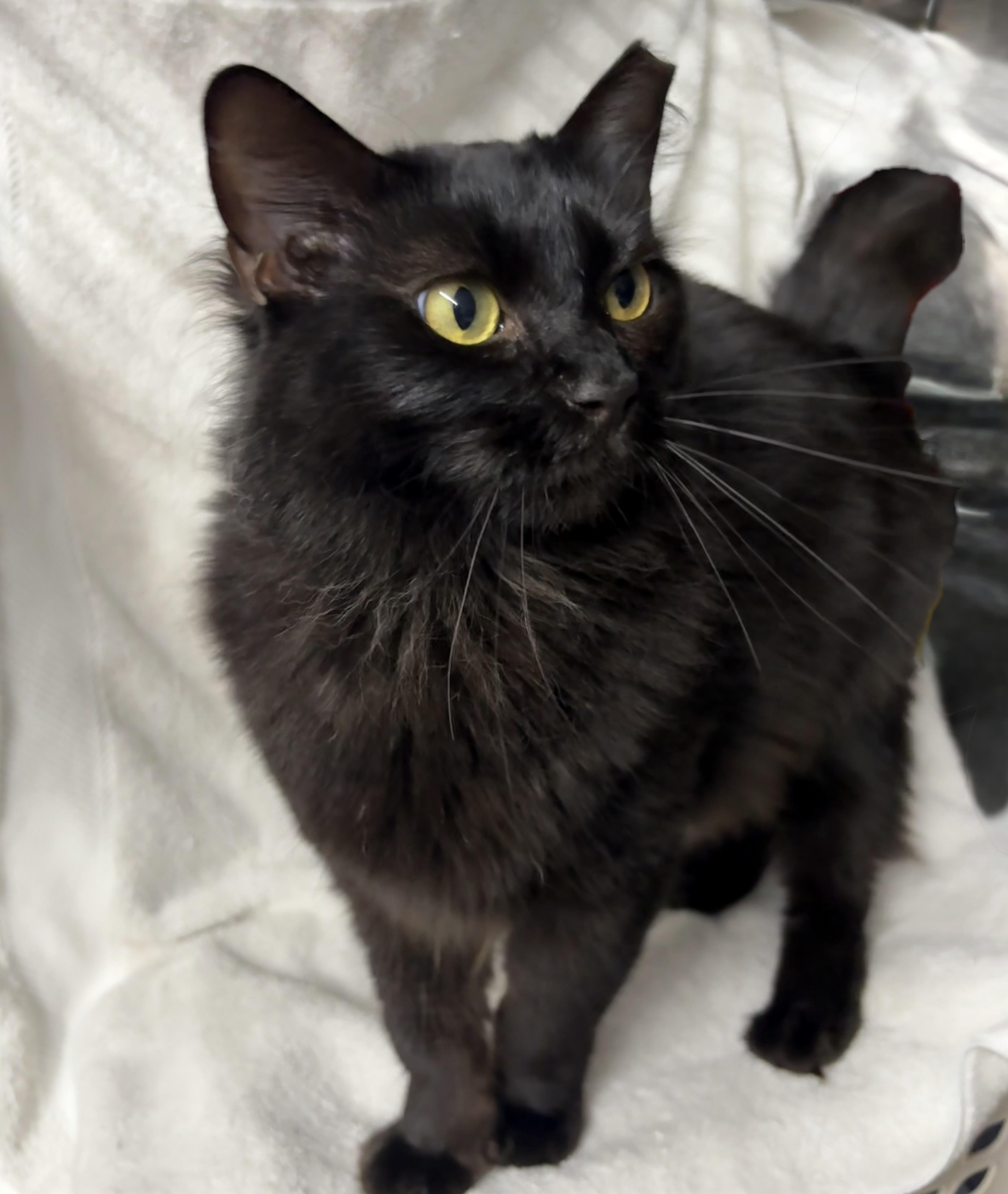Enlarge Margie, a Adoptable Domestic Long Hair in Brooksville, FL image 4/5