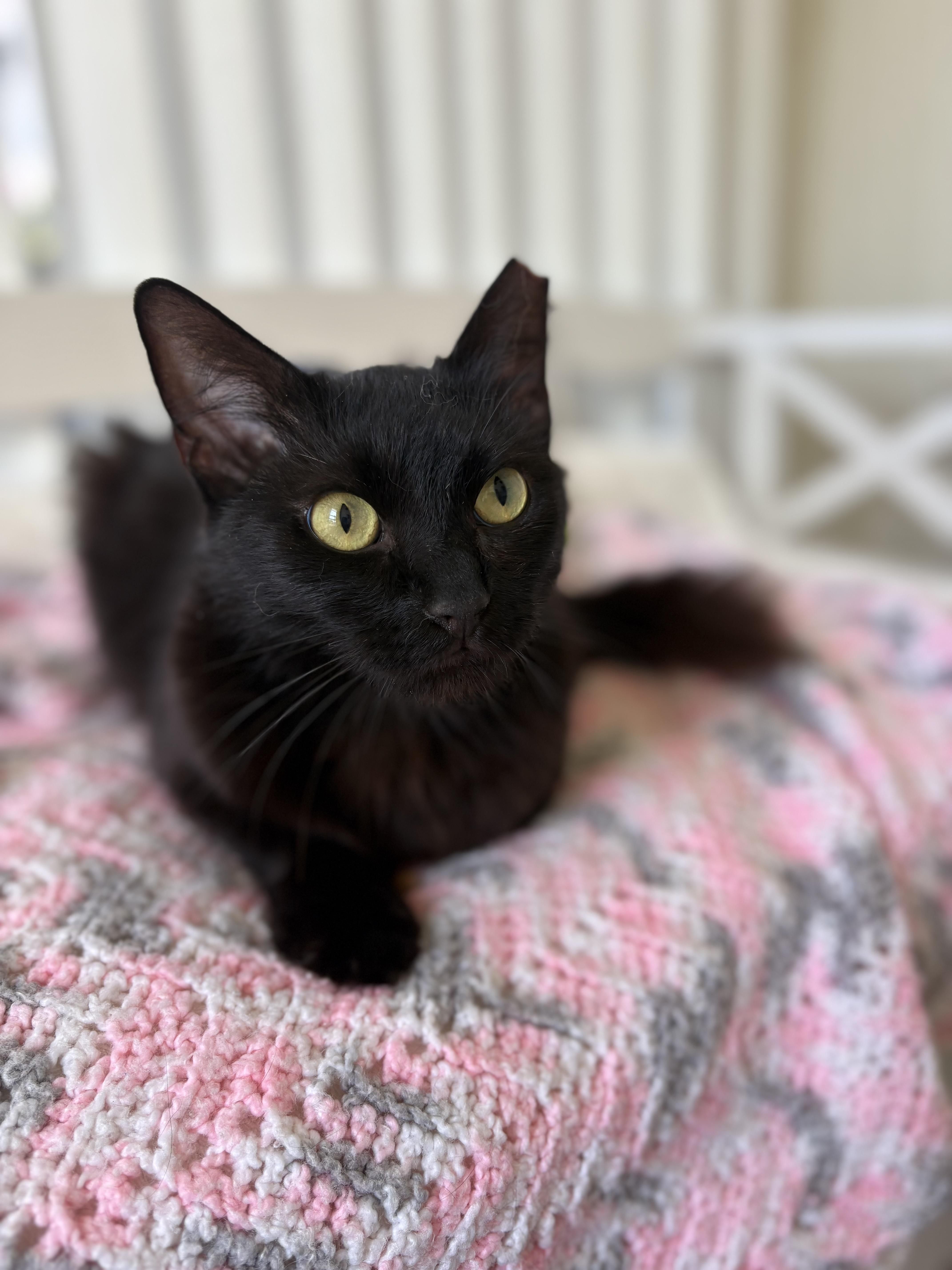 Enlarge Margie, a Adoptable Domestic Long Hair in Brooksville, FL image 5/5