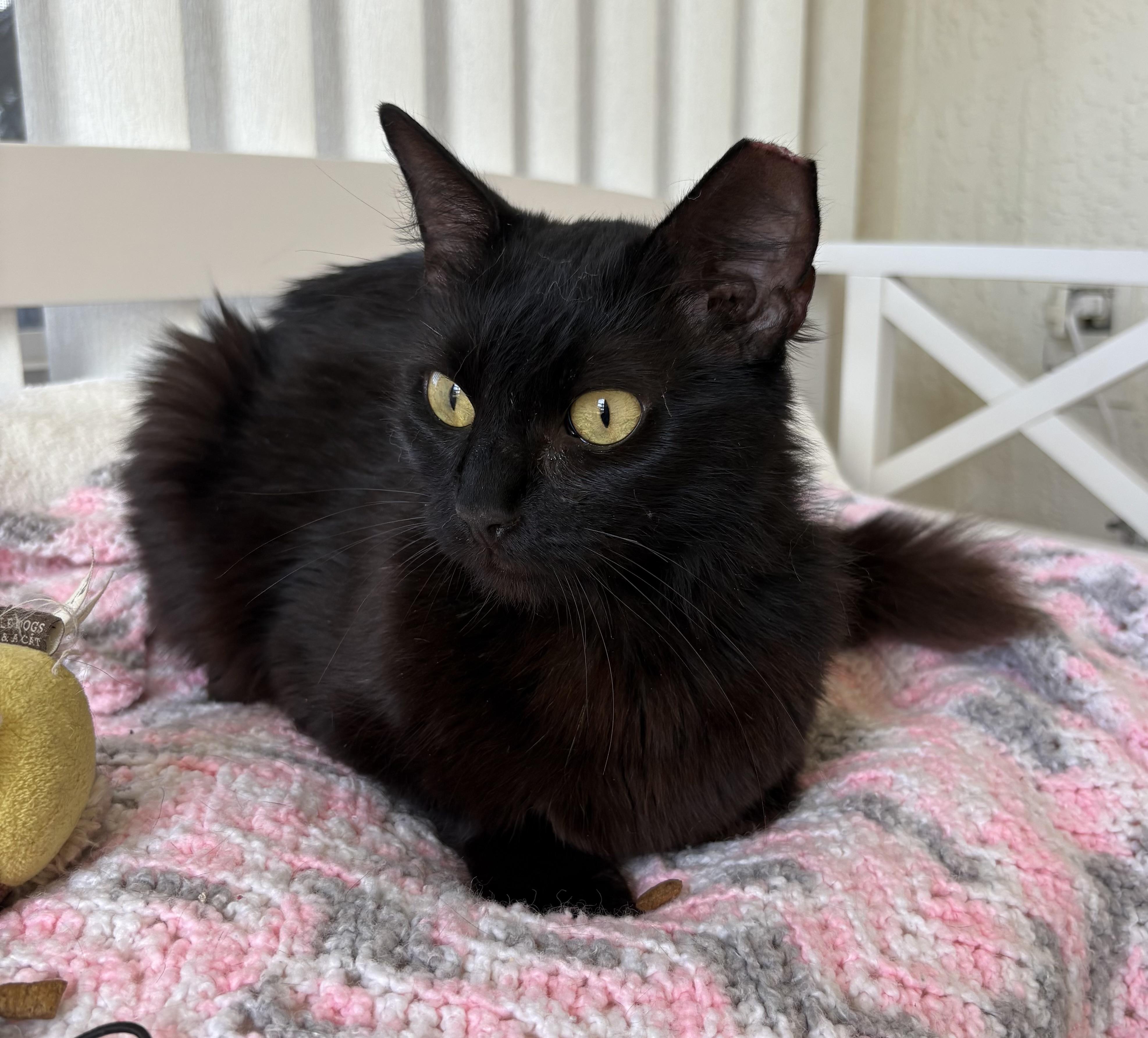 Enlarge Margie, a Adoptable Domestic Long Hair in Brooksville, FL image 2/5