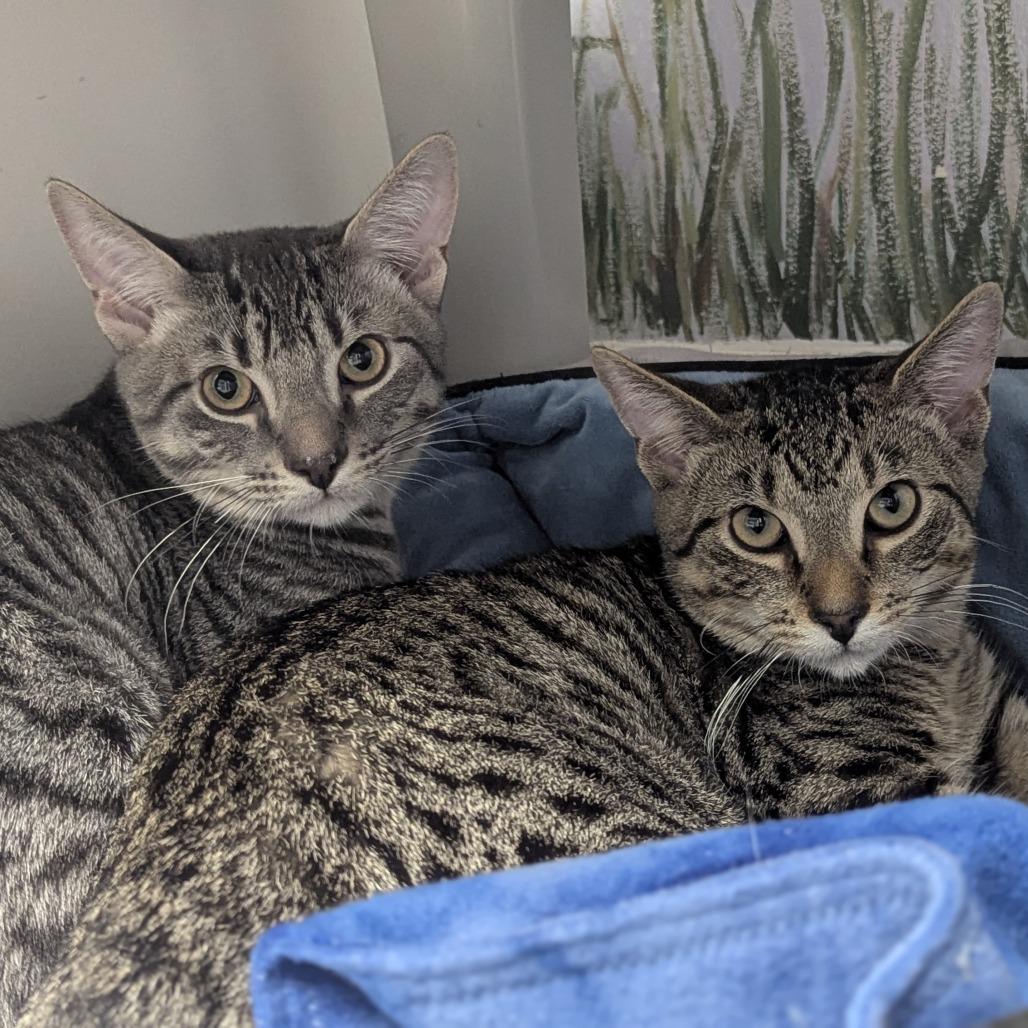 Enlarge Jimmy and John (Bonded pair), a Adoptable Domestic Short Hair in Fenton, MI image 1/1