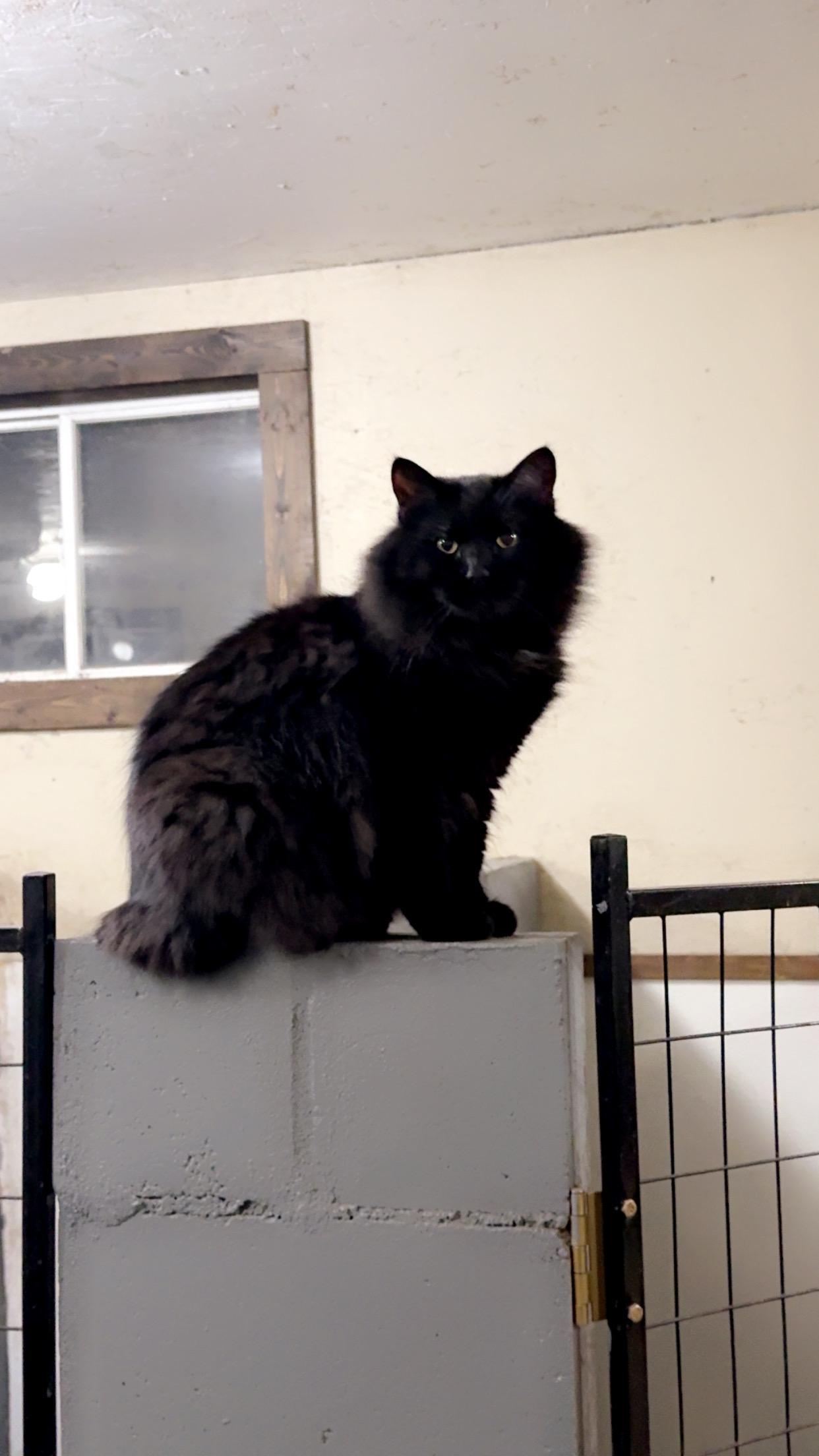 Enlarge Midnight, a ADOPTABLE Domestic Long Hair in Cando, ND image 1/1
