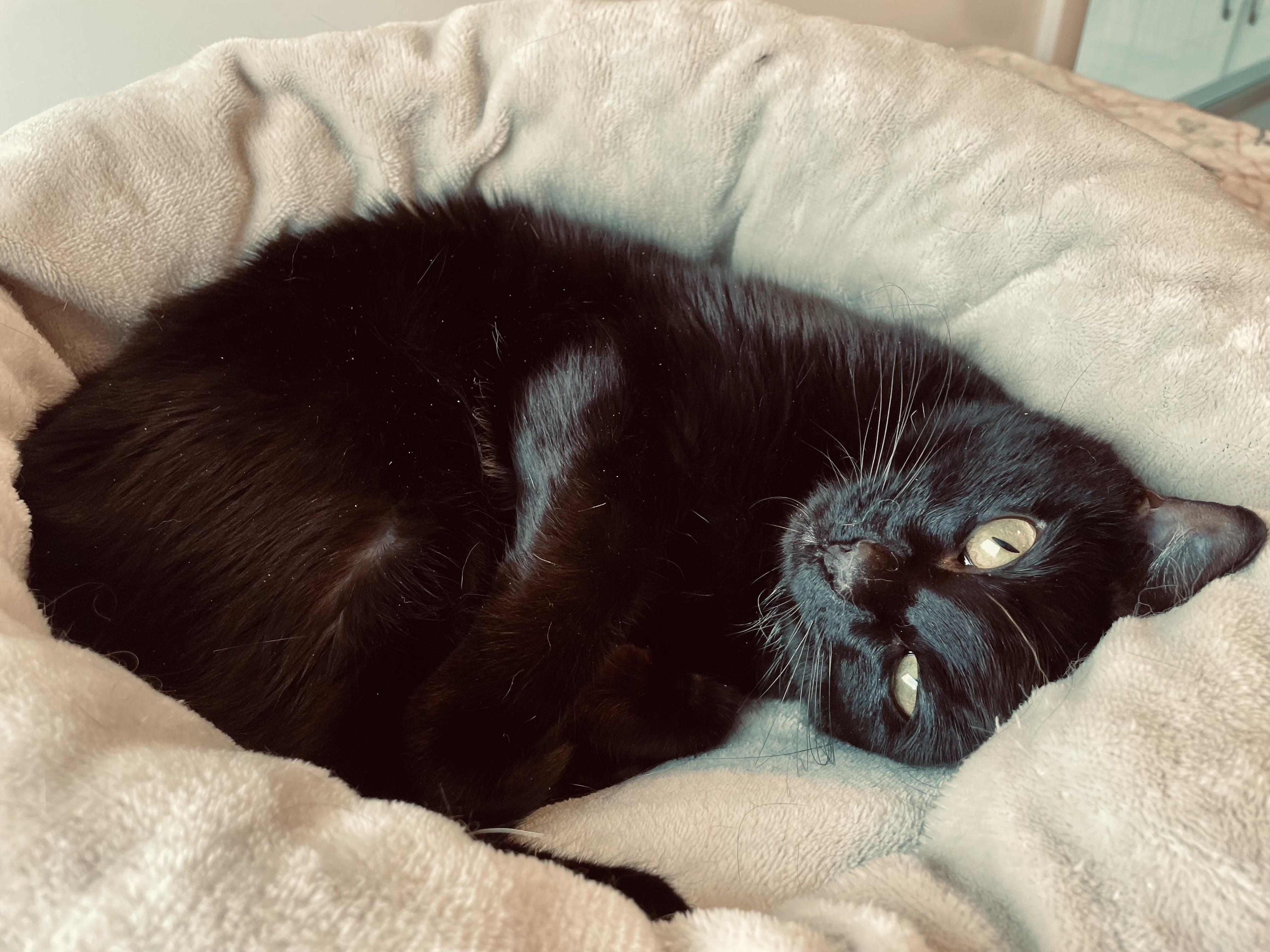 Enlarge Rosebud, an adopted American Shorthair in Hull, MA image 2/5