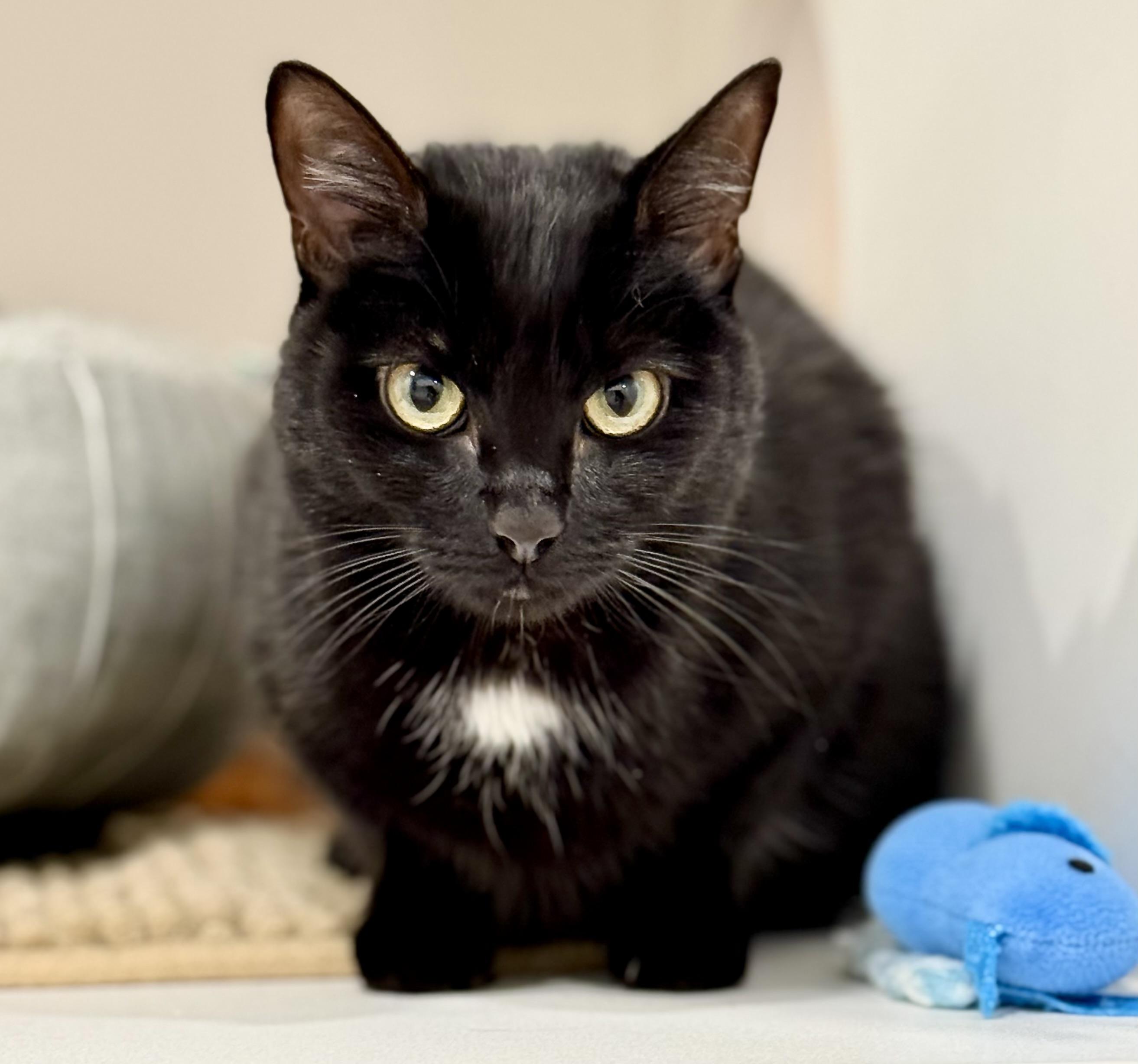 Enlarge Rosebud, an adopted American Shorthair in Hull, MA image 3/5