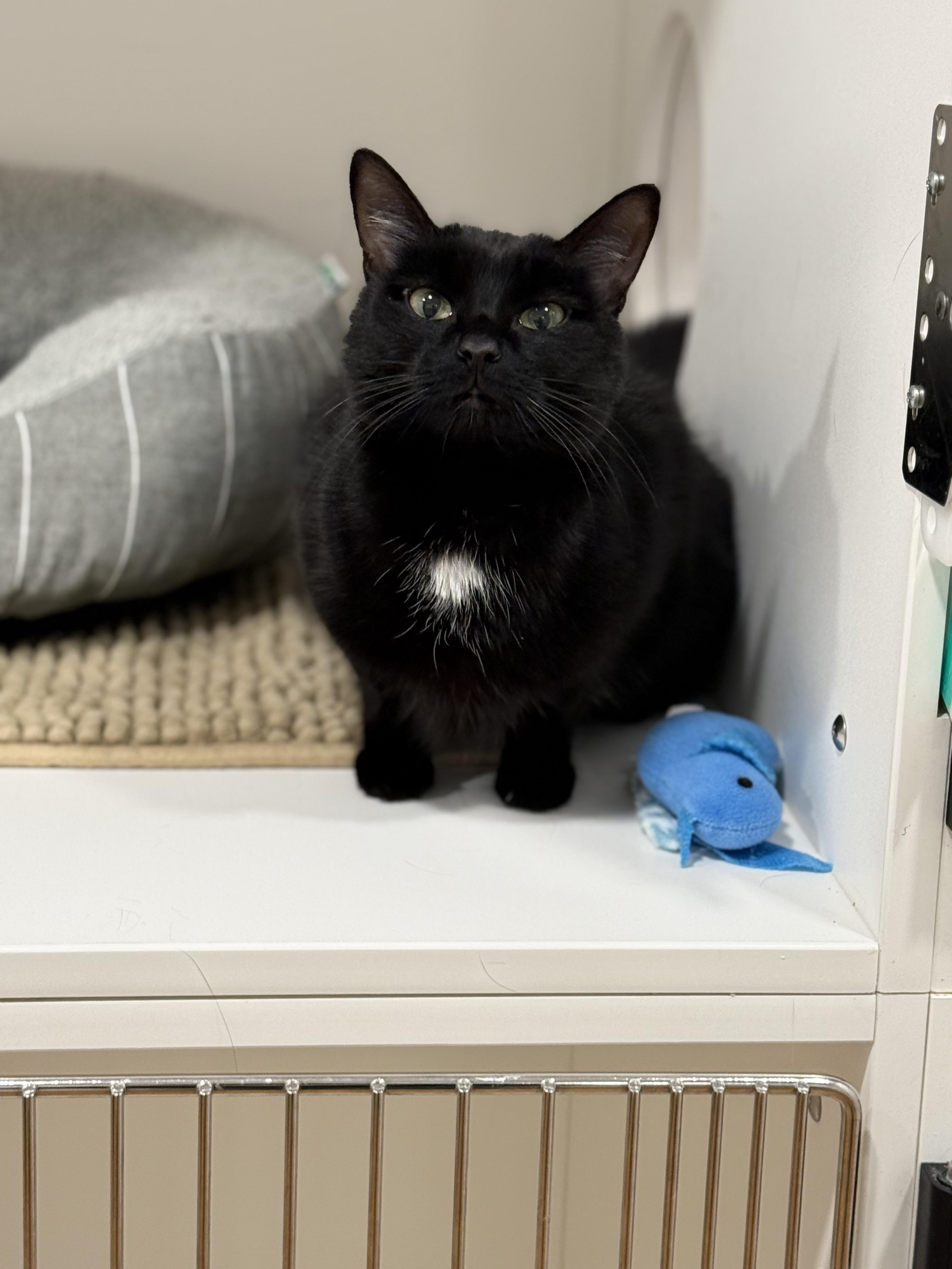 Enlarge Rosebud, an adopted American Shorthair in Hull, MA image 5/5