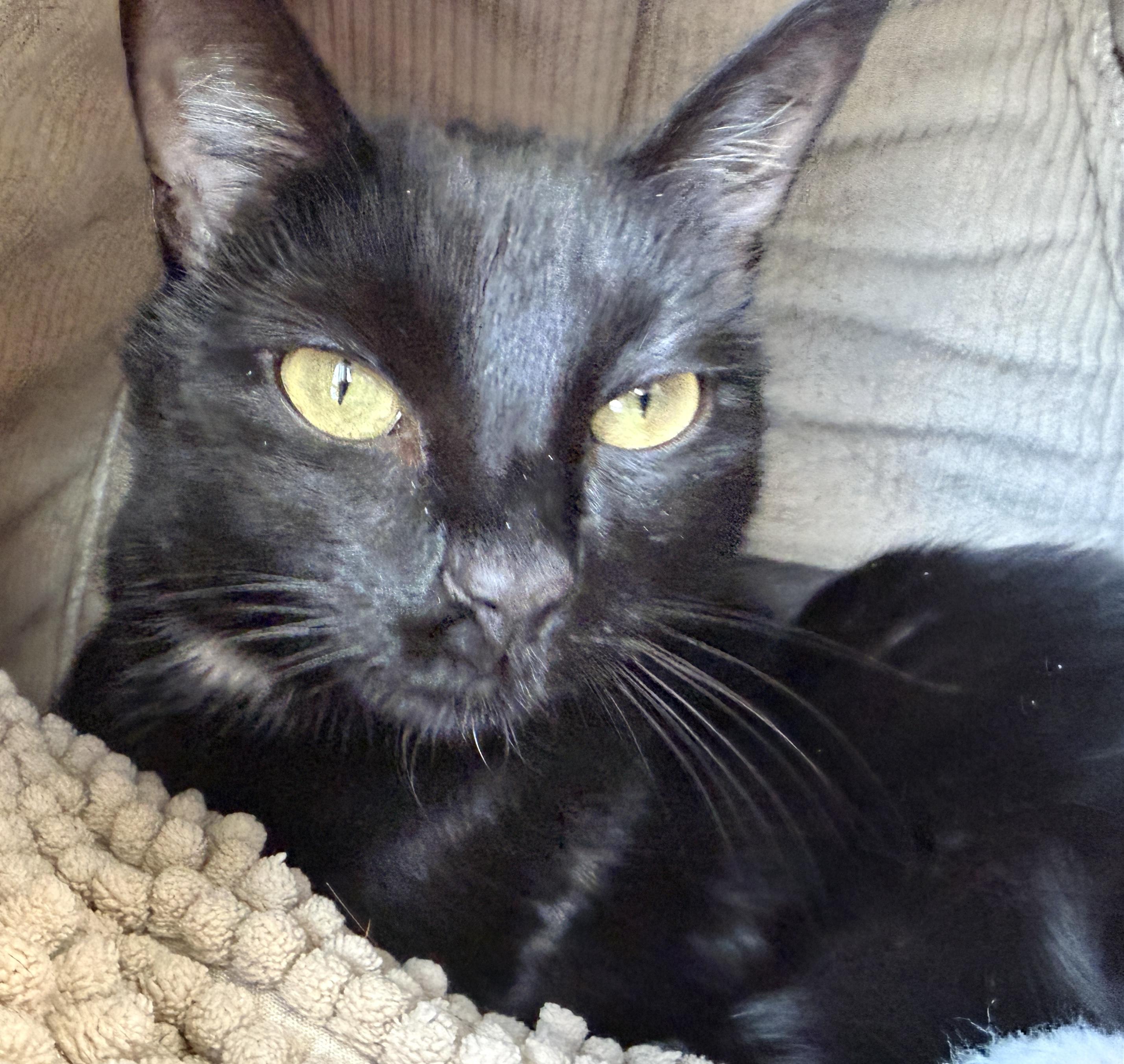 Enlarge Rosebud, an adopted American Shorthair in Hull, MA image 4/5