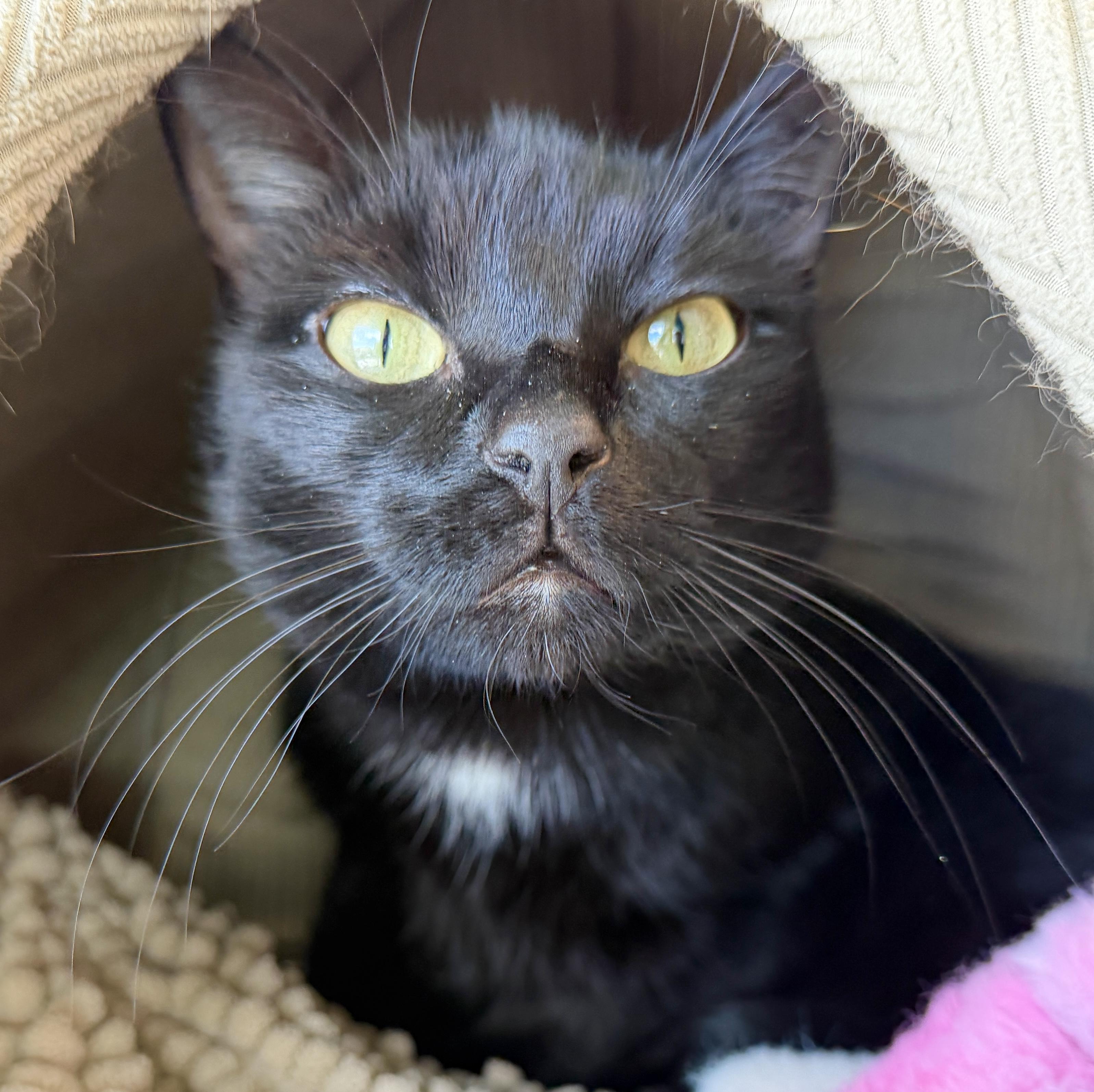 Rosebud, adopted, Adult Female American Shorthair.