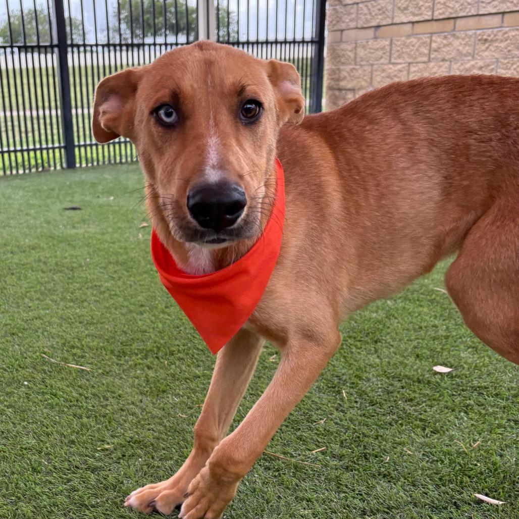 Enlarge Ray, a Adoptable mixed breed in Hagerstown, MD image 1/1