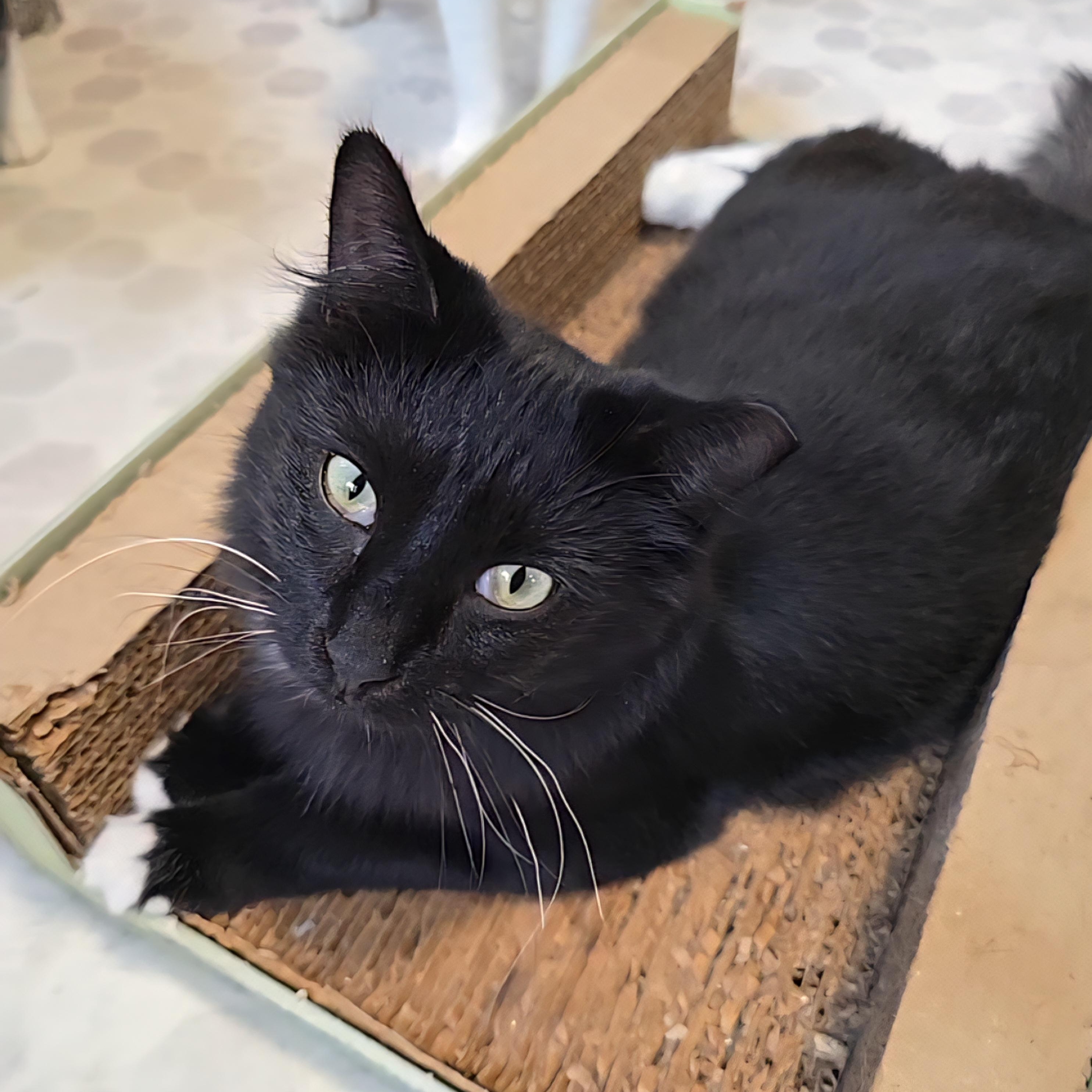 Enlarge Binx, a Adoptable mixed breed in Big Lake, MN image 3/6