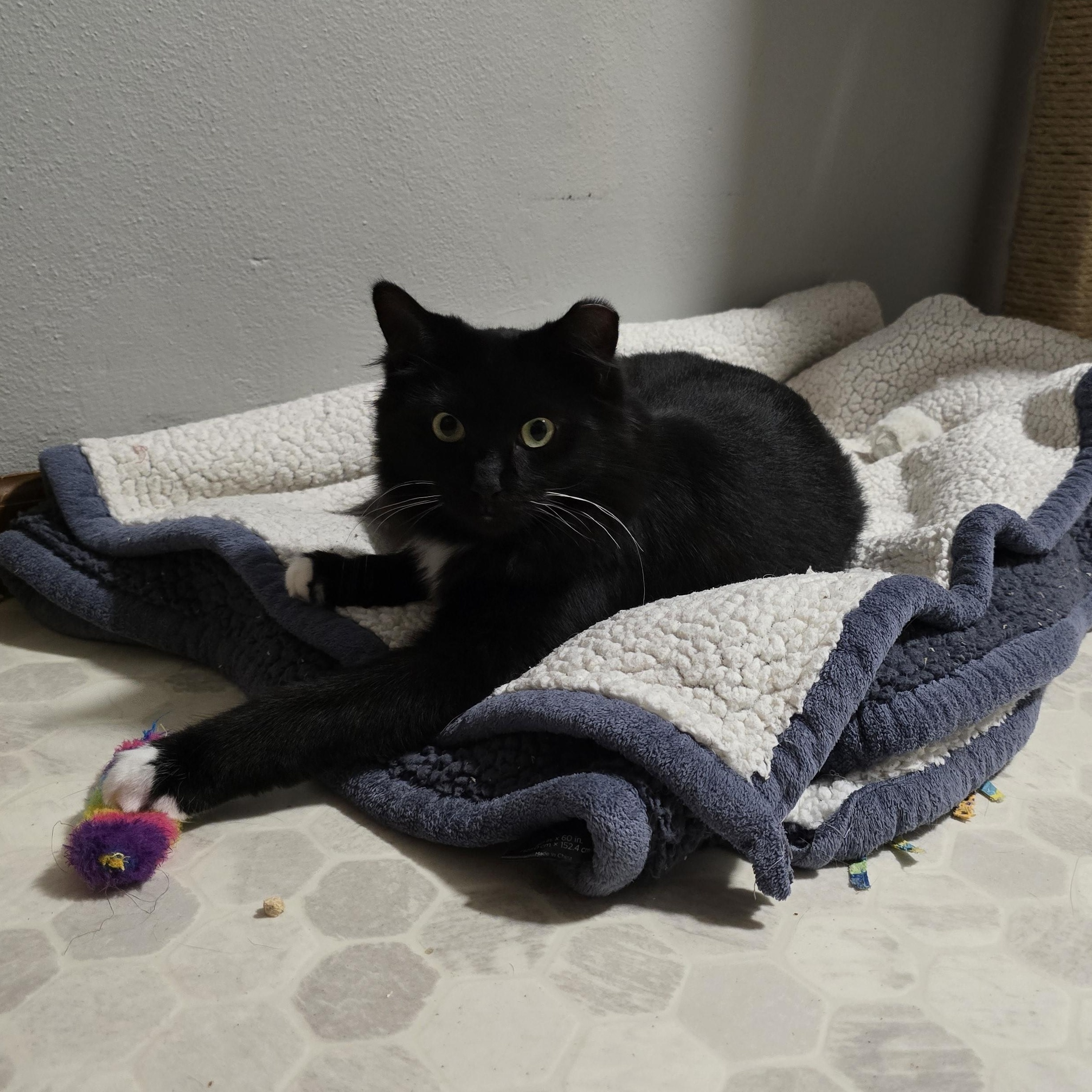 Enlarge Binx, a Adoptable mixed breed in Big Lake, MN image 4/6