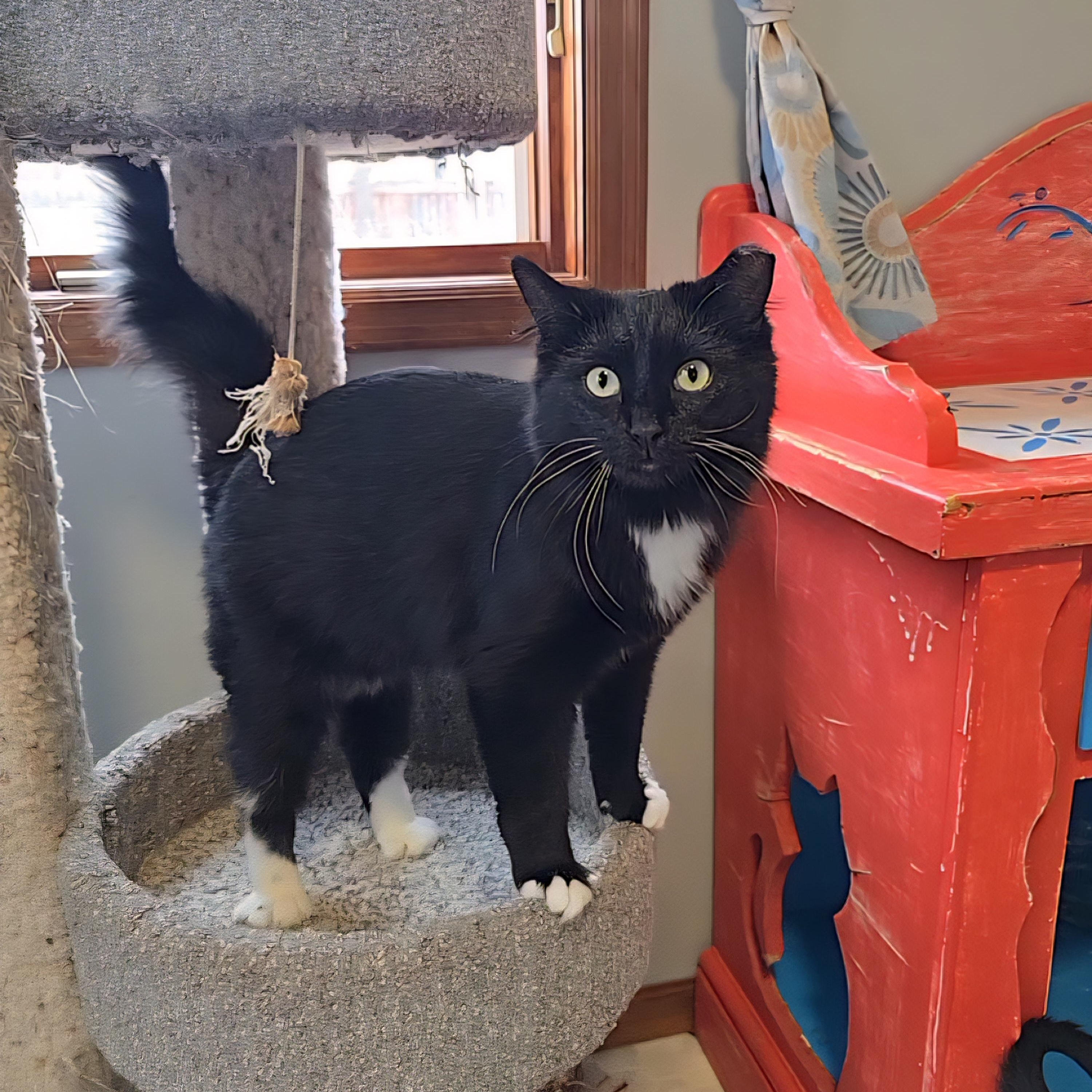 Enlarge Binx, a Adoptable mixed breed in Big Lake, MN image 2/6