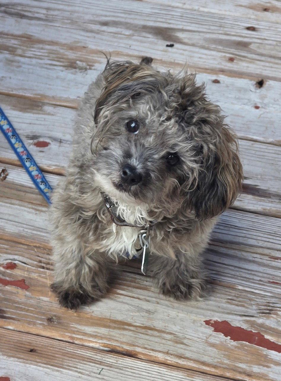 Enlarge Dio, a Adoptable mixed breed in Oxford, MI image 1/2