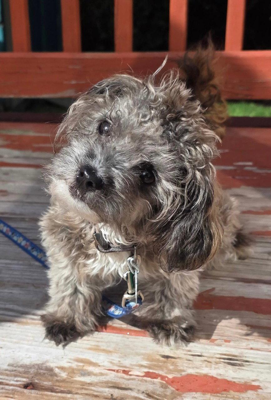 Enlarge Dio, a Adoptable mixed breed in Oxford, MI image 2/2