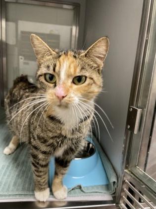 Missy, Adoptable, Adult Female Domestic Short Hair & Domestic Short Hair.