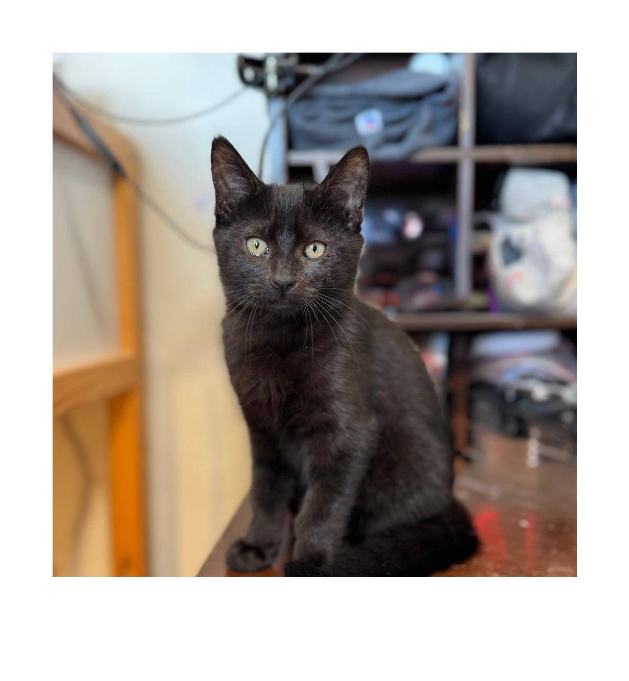 Mathilde, Adoptable, Kitten Female Domestic Short Hair.