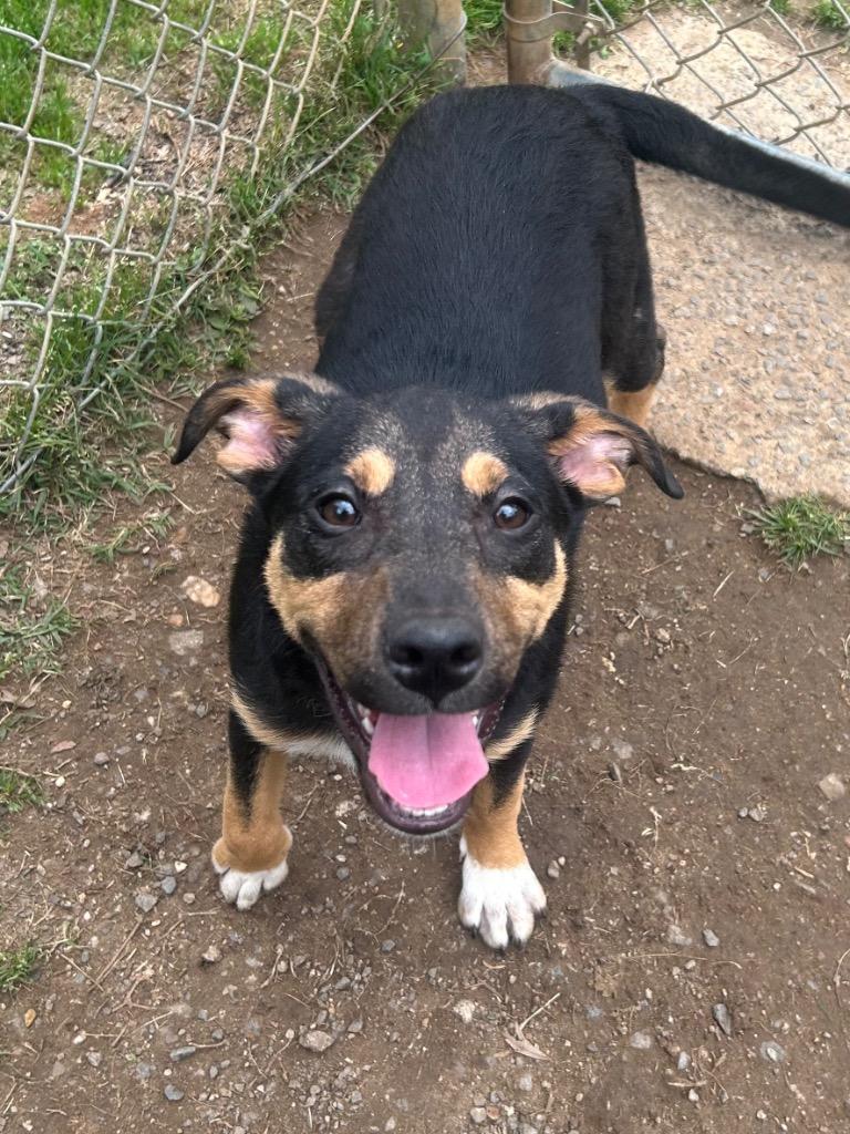 June, Adoptable, Young Female Hound.
