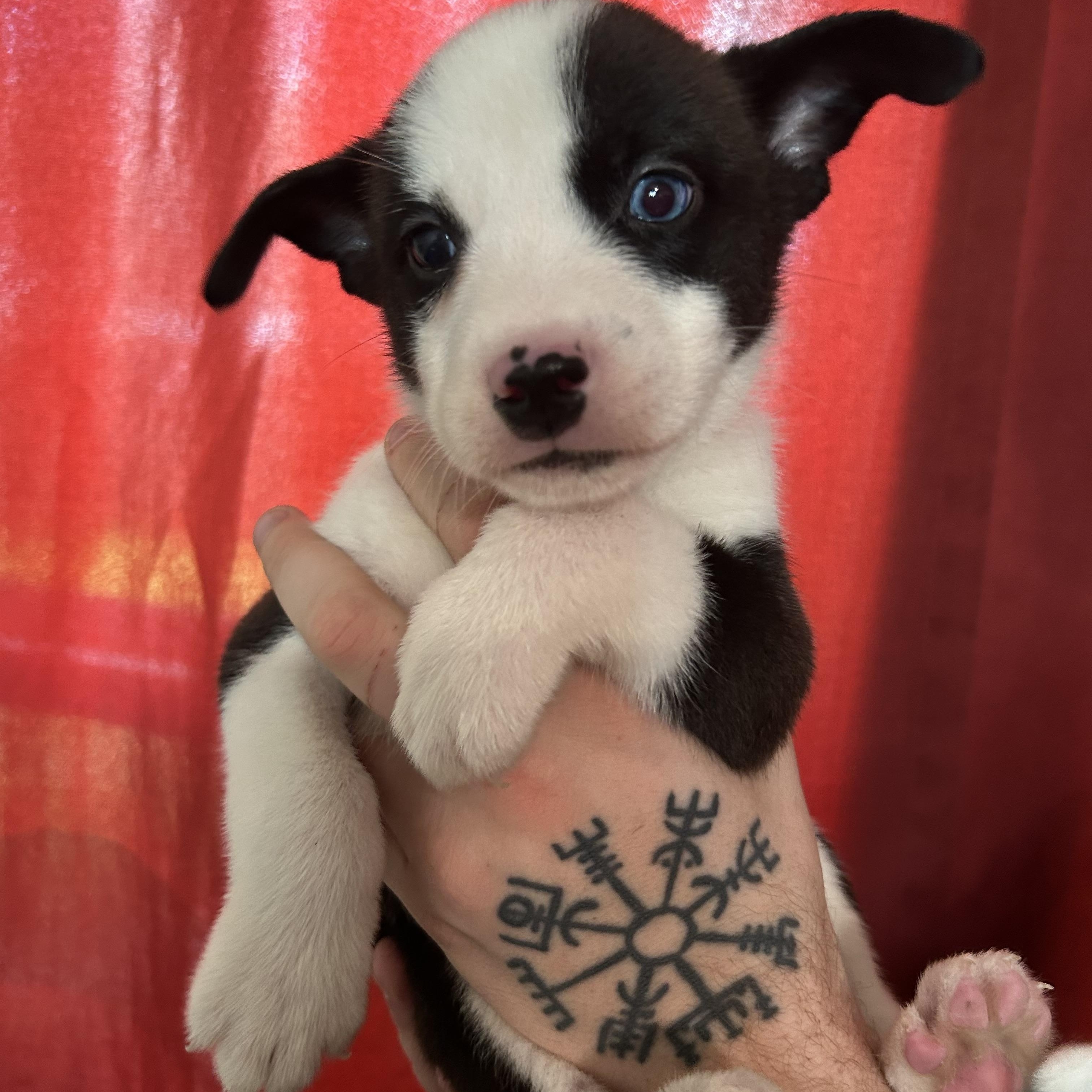 Enlarge Copper, an adopted mixed breed in Fresno, CA image 2/2