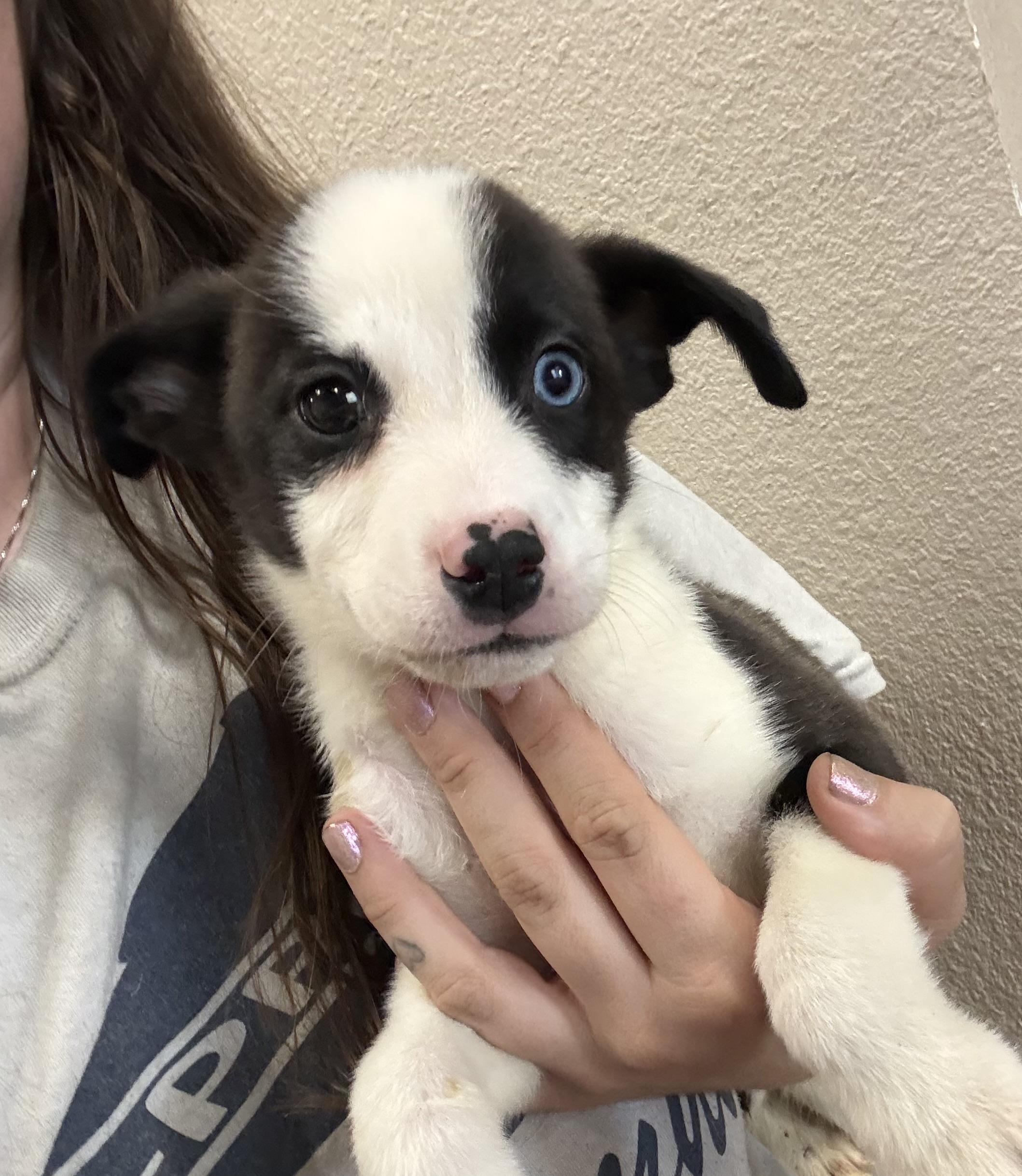 Enlarge Copper, an adopted mixed breed in Fresno, CA image 1/2