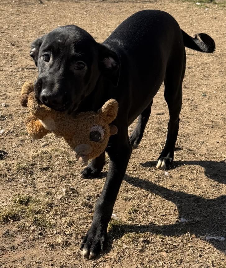 Enlarge Sherman, an adopted Black Labrador Retriever in Quakertown , PA image 2/4