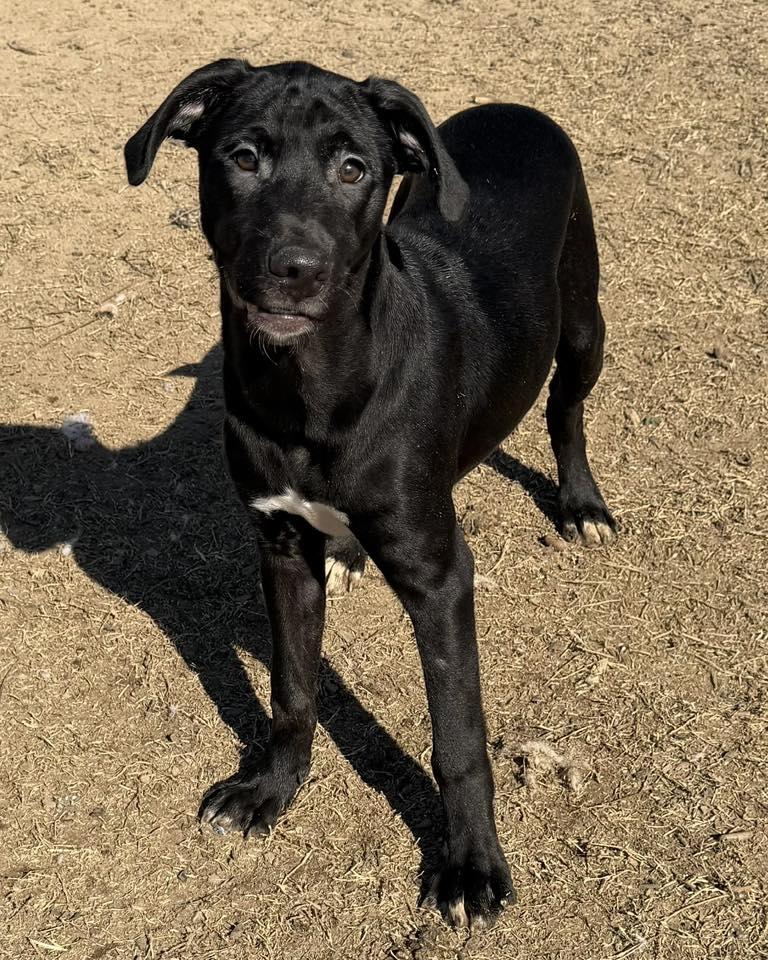 Enlarge Sherman, an adopted Black Labrador Retriever in Quakertown , PA image 1/4