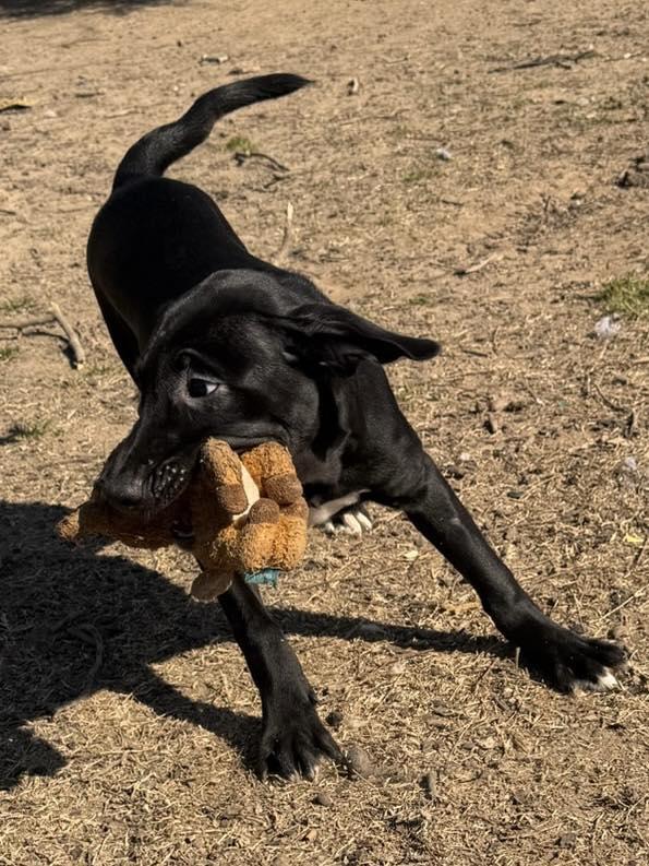 Enlarge Sherman, an adopted Black Labrador Retriever in Quakertown , PA image 4/4