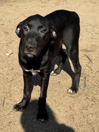Enlarge Sherman, an adopted Black Labrador Retriever in Quakertown , PA image 3/4
