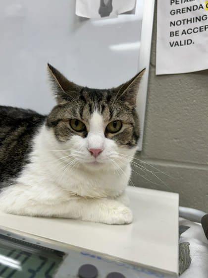 Ben, Adoptable, Adult Male Domestic Short Hair & Domestic Short Hair.