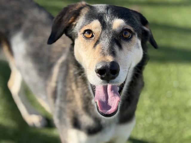 SASSY, Adoptable, Adult Female Siberian Husky & Mixed Breed.