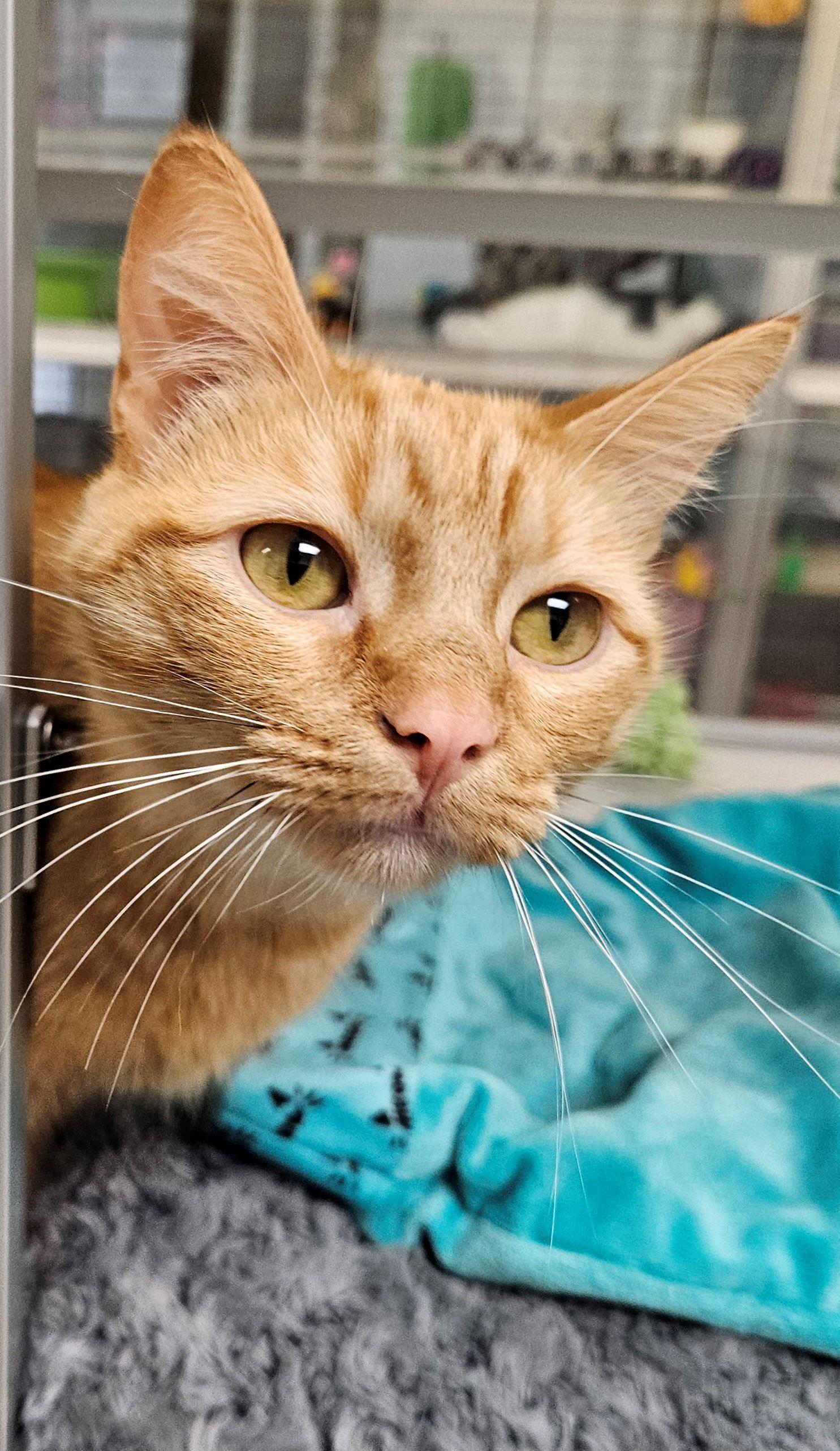 Briar Rose, ADOPTABLE, Adult Female Domestic Short Hair.