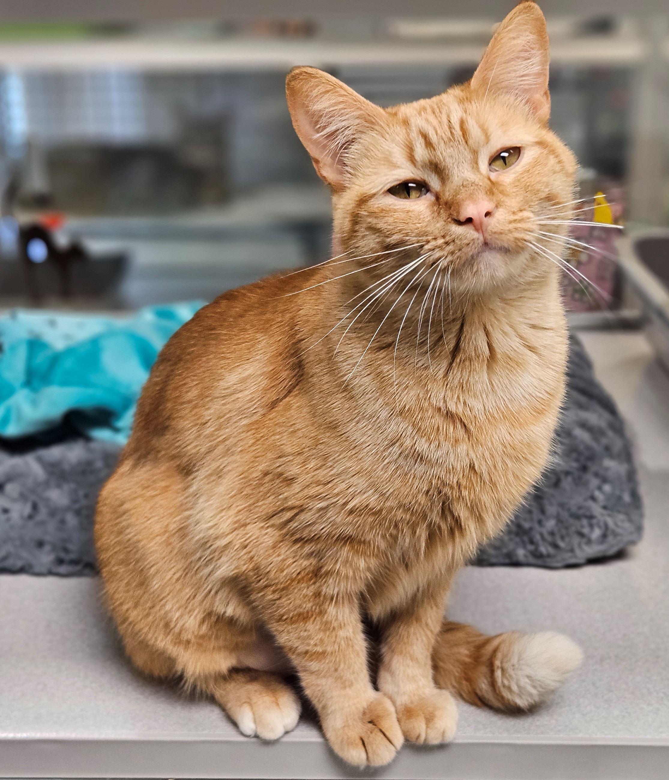 Enlarge Briar Rose, a ADOPTABLE Domestic Short Hair in Iowa City, IA image 2/2