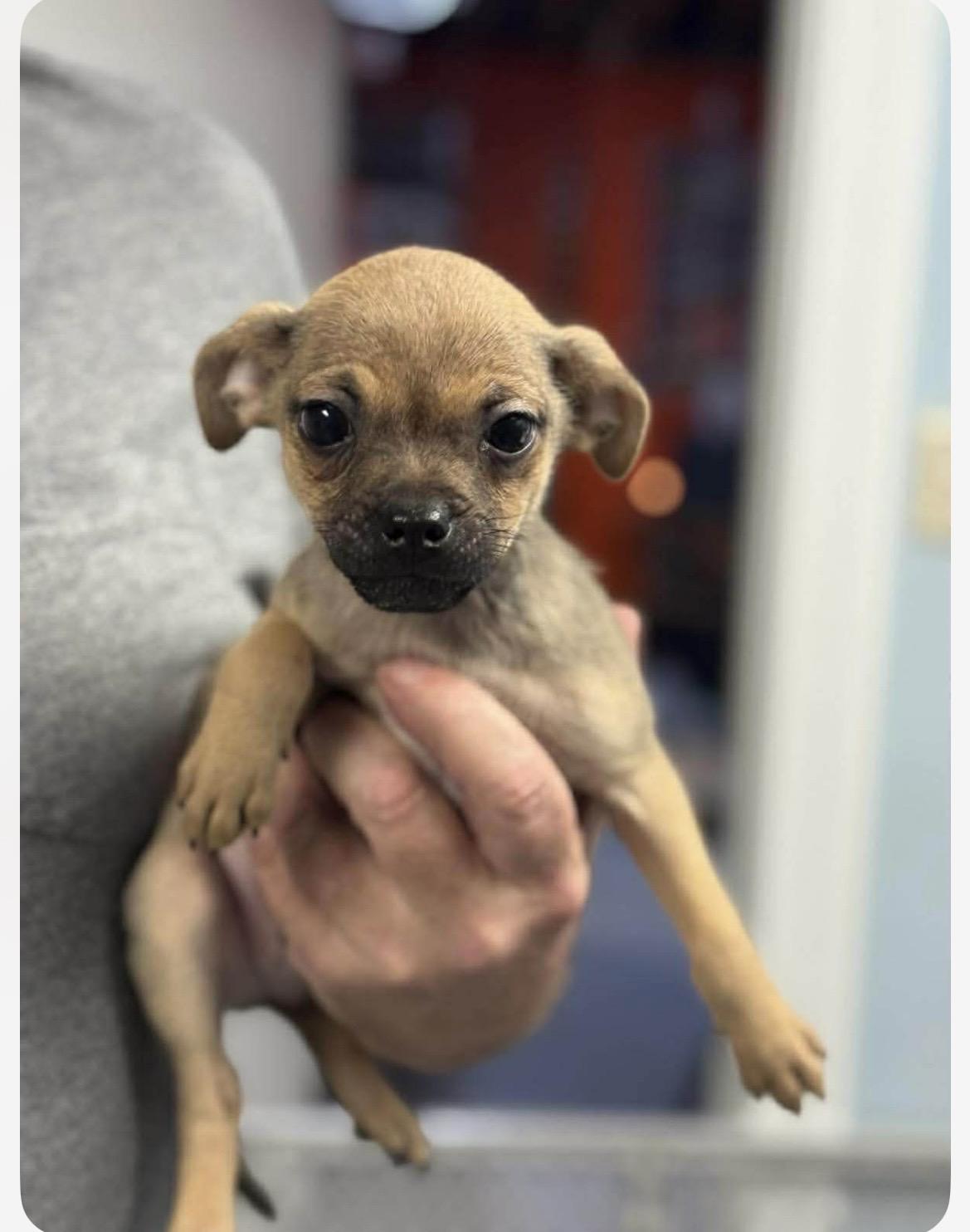 Enlarge Andy, an adoptable mixed breed in Kannapolis, NC image 5/6