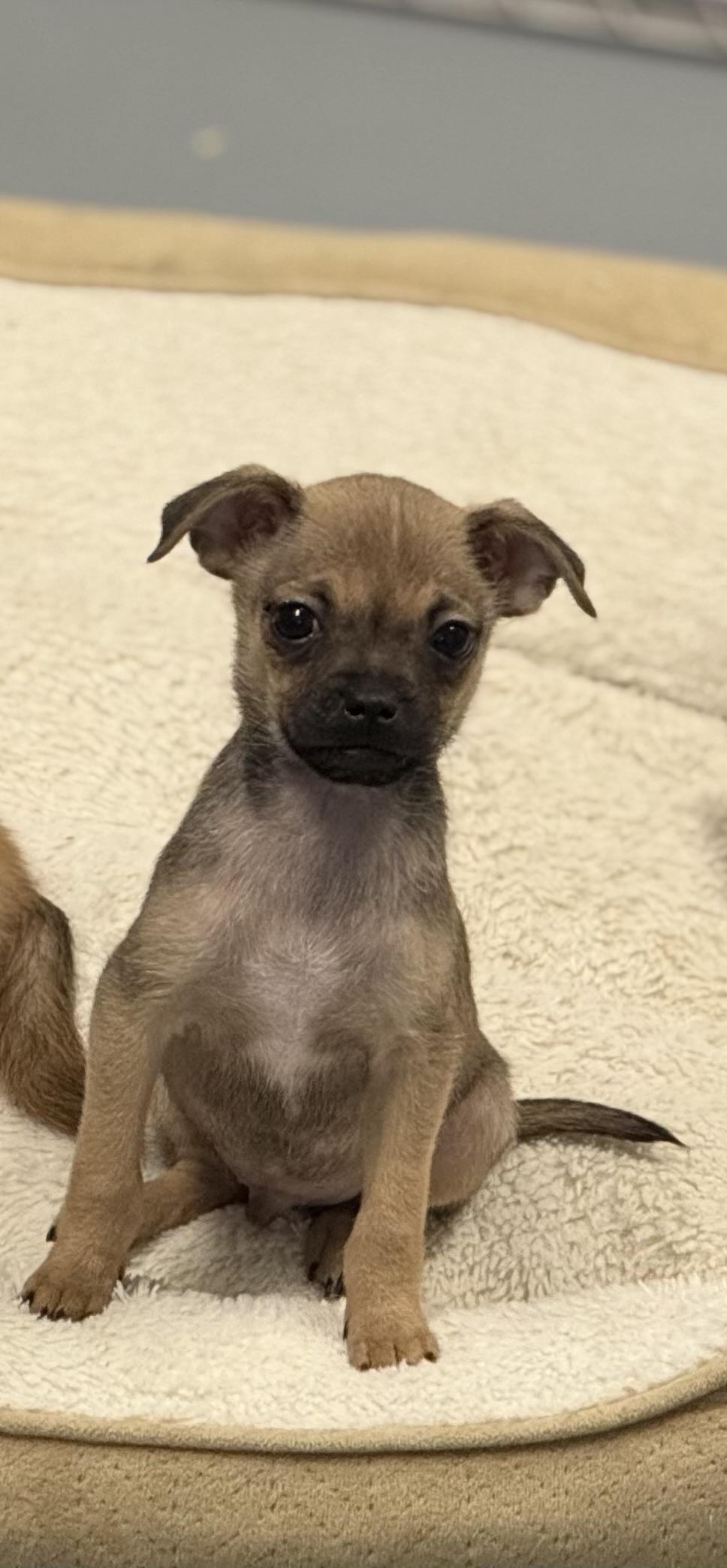 Enlarge Andy, an adoptable mixed breed in Kannapolis, NC image 6/6