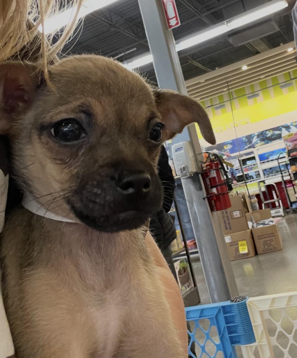 Enlarge Andy, an adoptable mixed breed in Kannapolis, NC image 2/6